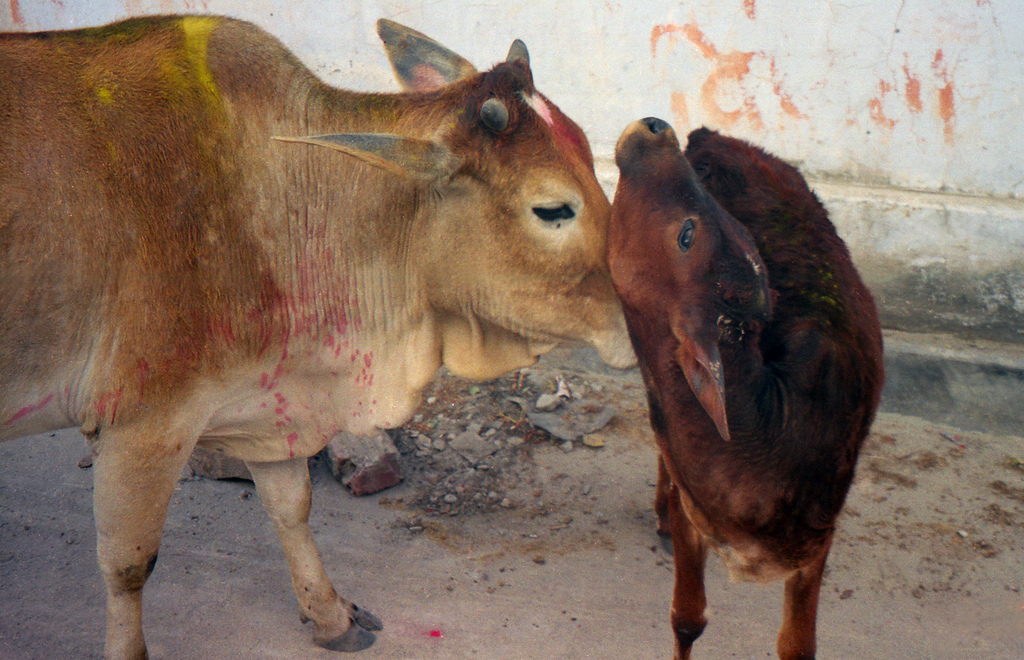 Cows-Holi-India-sm