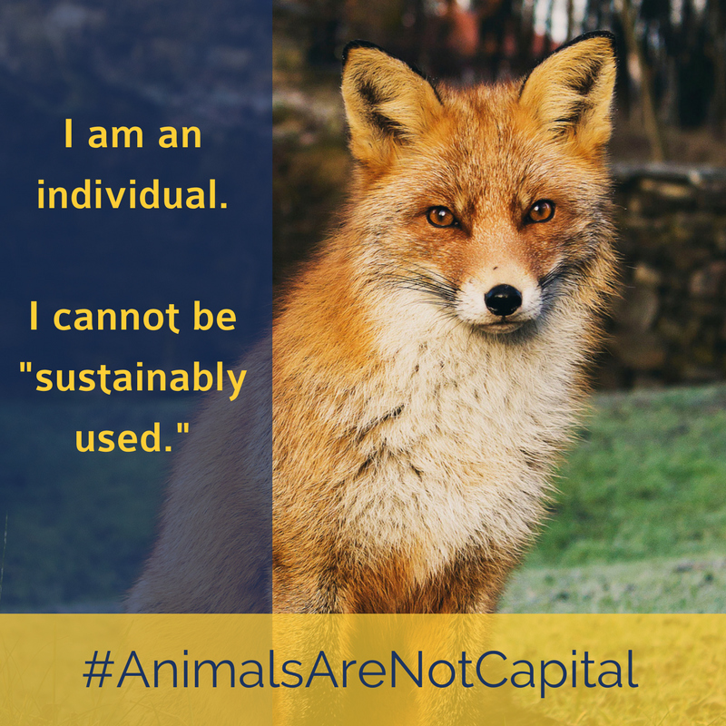 AnimalsAreNotCapital FOX