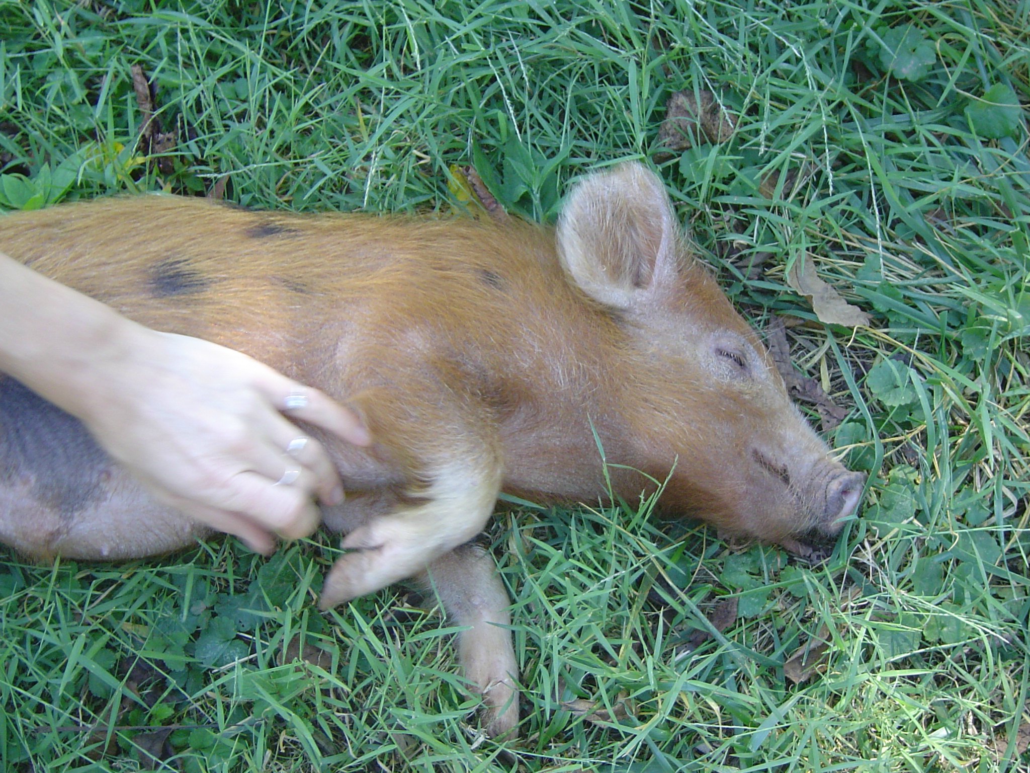 pig belly scratch