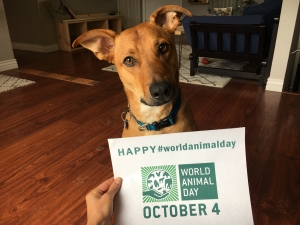 World Animal Net Volunteers, Staff, Board and Animal Companions Celebrate World Animal Day!
