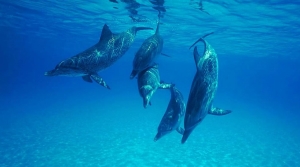 The Science behind the UN&#039;s Recognition of Culture in Cetaceans
