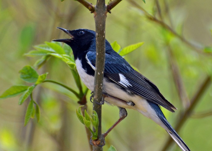 black-throated-blue-warbler