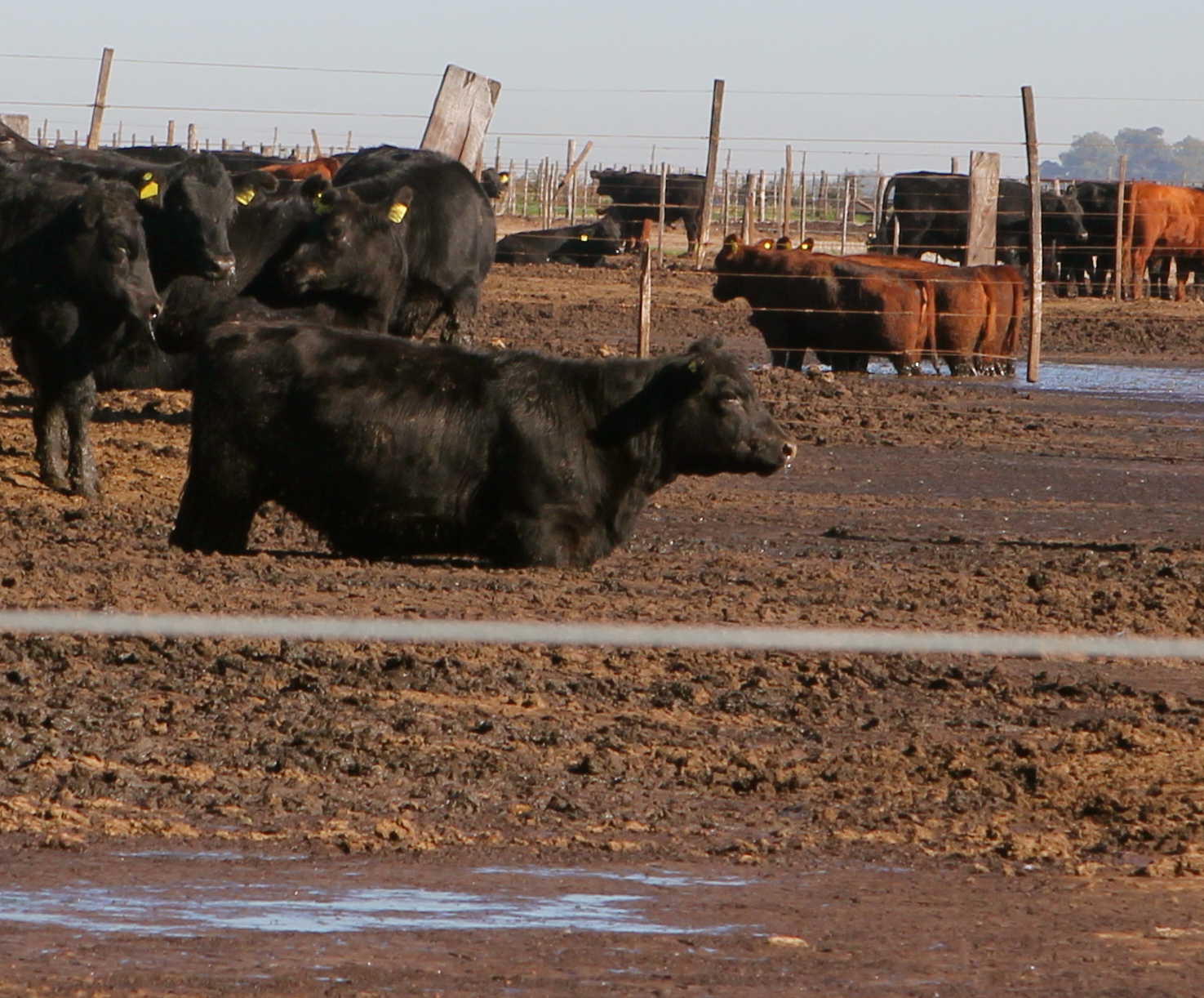 cows in thick mud feedlot 6