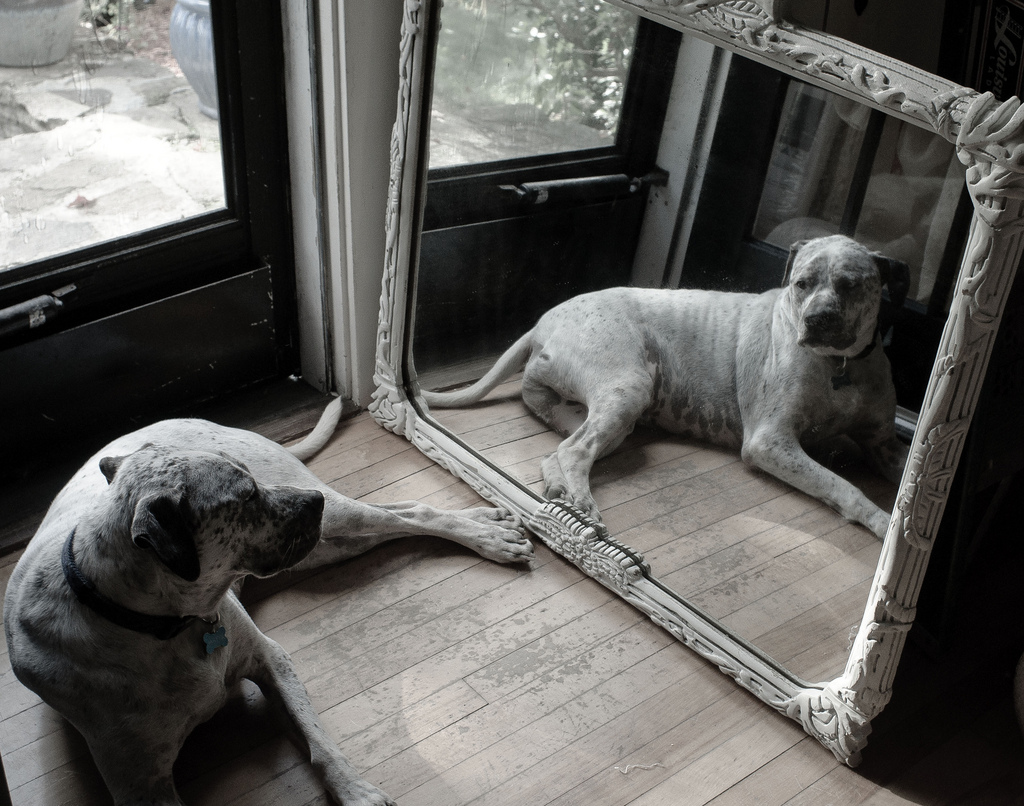 dog-in-mirror