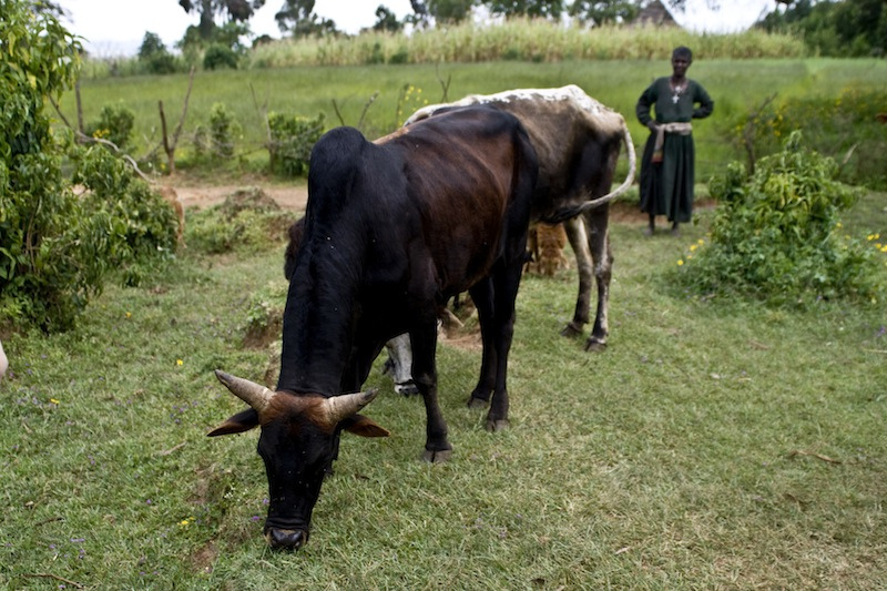 ethiopa cow