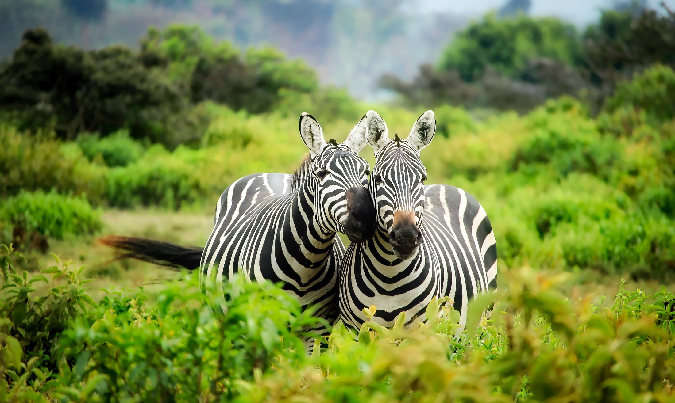 pair-of-zebras