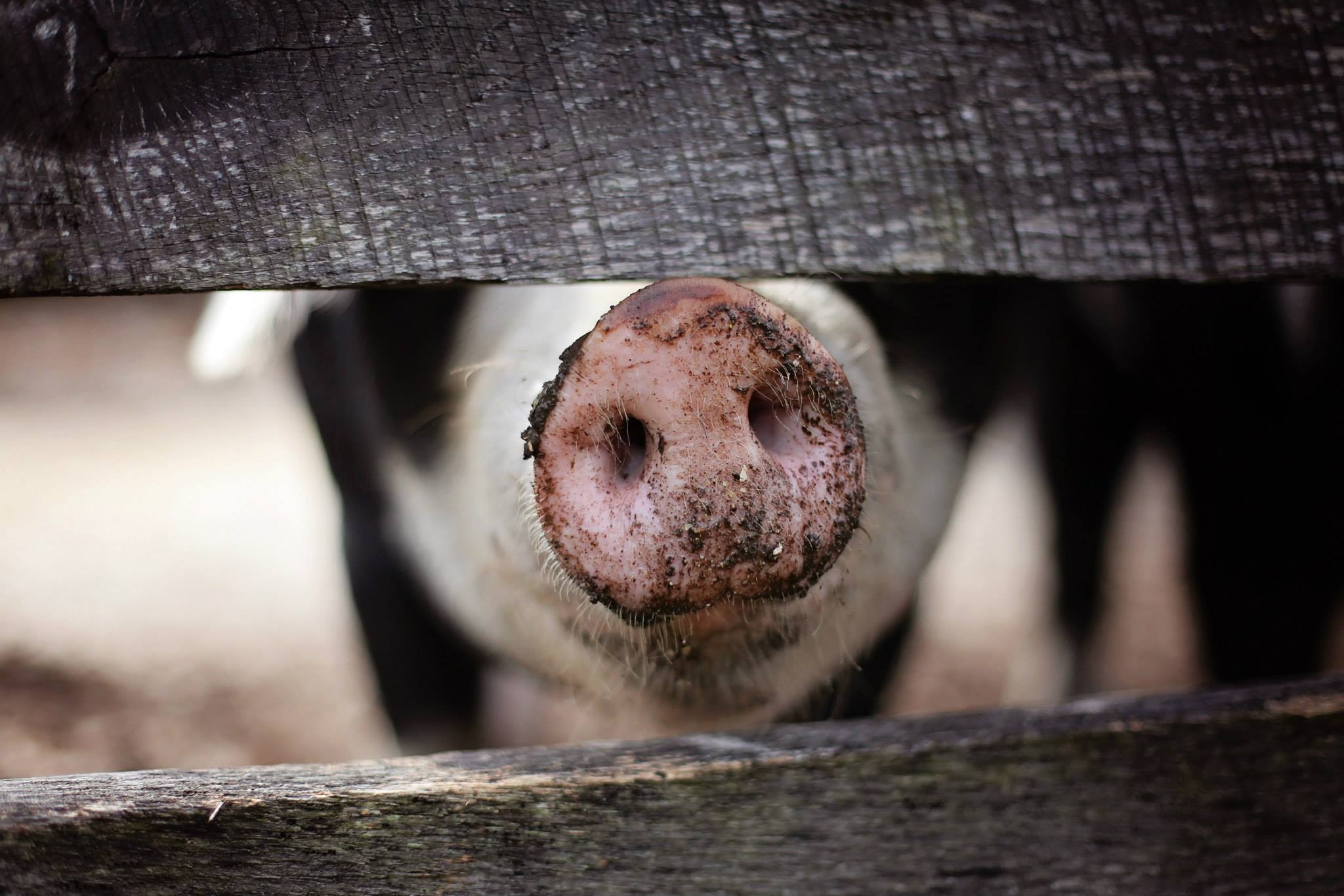 The OIE's standards aim to improve the welfare of farm animals