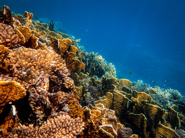 photo of corals underwater 3684931
