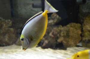 Fish Friendships Facilitate Foraging Opportunities