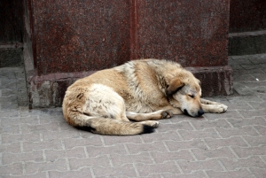 Is your organization working to end the suffering caused by rabies?