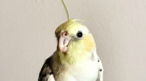Rats Understand &amp; React to Facial Expressions of Other Rats, but What About Birds?