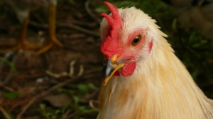 Chickens are rarely covered by animal protection laws.