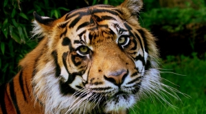 The Positive List: Solution to regulate the sale and keeping of exotic animals as pets