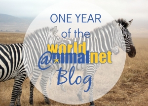 One Year of the WAN Blog!