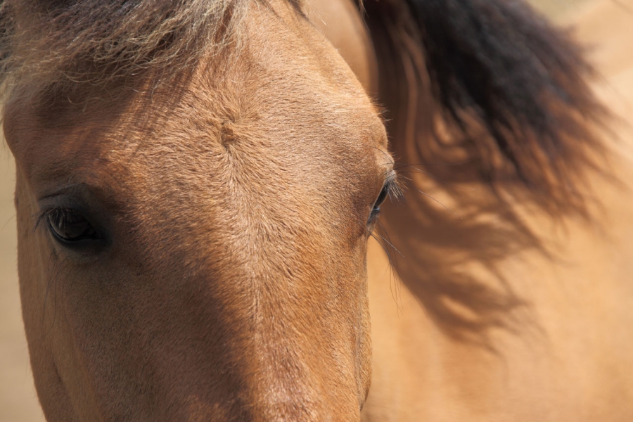 Why Can Dogs and Horses Read Our Faces?