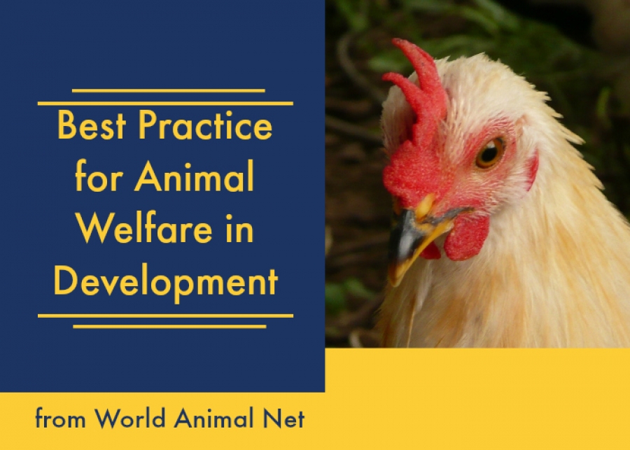 New! Best Practice in Animal Welfare