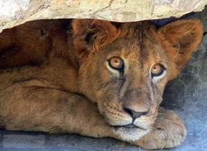 How Advocates Can Educate the Public About Conservation in a Post-Cecil World