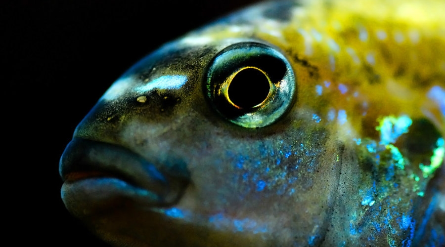 Quiz: How Well Do You Know What That Fish Is Thinking?
