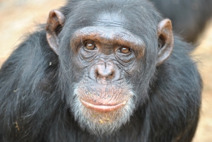 U.S. Move to Retire all Government-Owned Research Chimpanzees: A Big Step in the Right Direction, but Still a Long Journey Ahead