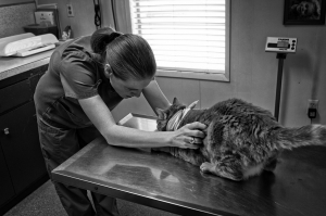 Three Times Veterinary Organizations Stood Up for Animals this Year