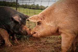 This Little Piggy: A Few Things Animal Advocates Should Know About Pigs