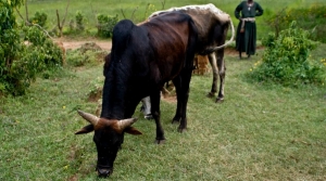 Livestock and Development