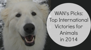 Top International Victories for Animals in 2014