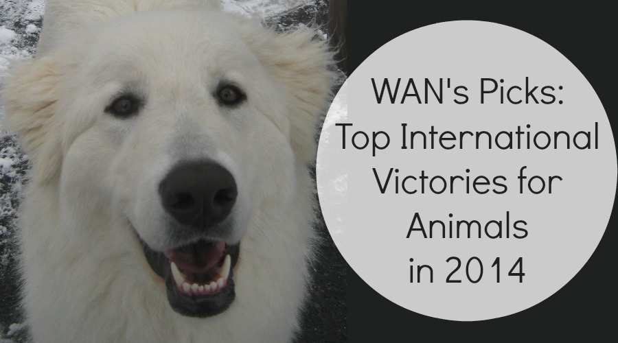 Top International Victories for Animals in 2014